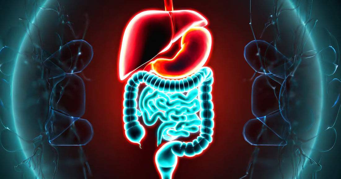 Terapia de Luz Vermelha e a Saúde Intestinal: Como a Fotobiomodulação Pode Transformar o Teu Intestino e a Microbiota - TheraFactor
